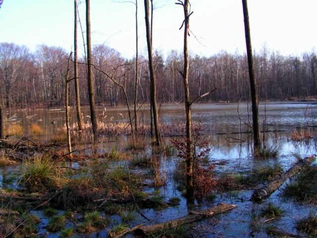 Rozróżniamy trzy typy torfowisk: niskie; wysokie; przejściowe Torfowisko niskie, czyli łąkowe, występuje w miejscach, gdzie istnieje przepływ wód. Jest bogate w próchnicę i sole mineralne.