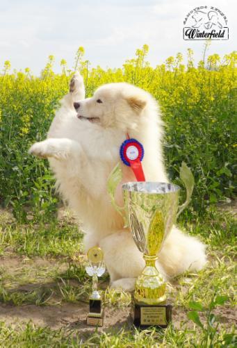 Suczka Amartami BORN TO BE BEAUTY zdobyła kolejny złoty medal oraz tytuły: Zwycięzca Młodzieży, Najlepszy Junior w Rasie, Zwycięzca Płci Przeciwnej (BOS).