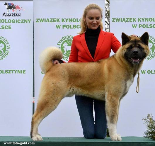 suczką zdobył także tytuł Najlepszy Junior w Rasie, a ostatecznie zatriumfował Zwycięstwem Rasy! 10.04.