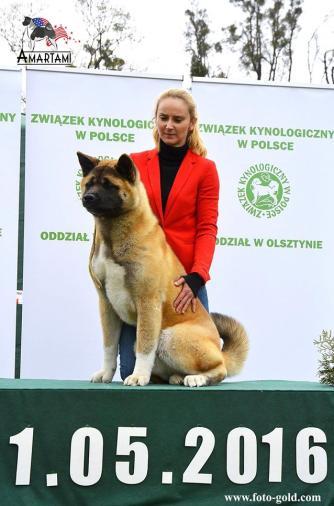 dwa psy rasy Akita Amerykańska, oba osiągnęły sukcesy wystawowe: Amartami BORN TO BE STRONG medal złoty w klasie młodzieży