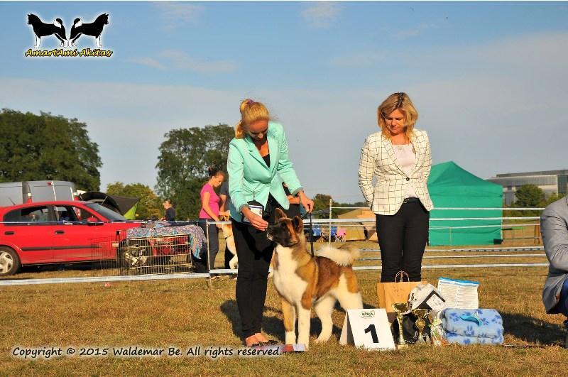 Pies Ruthdales ANTI GRAVITY złoty medal, Młodzieżowy Zwycięzca Klubu 2015, Najlepszy Junior w Rasie, I Najpiękniejszy Junior Wystawy Suczka Redient SPIRIT OF VICTORY AT AMARTAMI Najlepsze