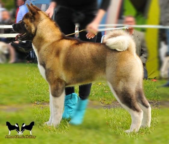 oraz Zwycięstwo Rasy Akita Amerykańska. 31.05.