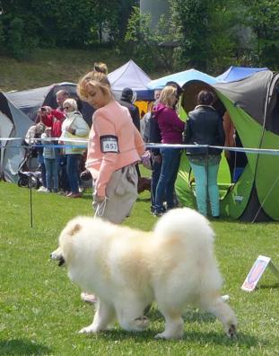 2015 Krajowa Wystawa Psów w Radomiu Paulina Adamska i jej Samoyed