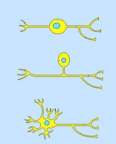 organelli komórkowych. Wielkość komórek nerwowych od 10 do 120 µm.