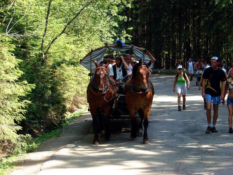 Gdy już zakupimy bilet do parku, ruszamy asfaltową drogą imienia Oswalda Balzera w kierunku schroniska PTTK w Morskim Oku.