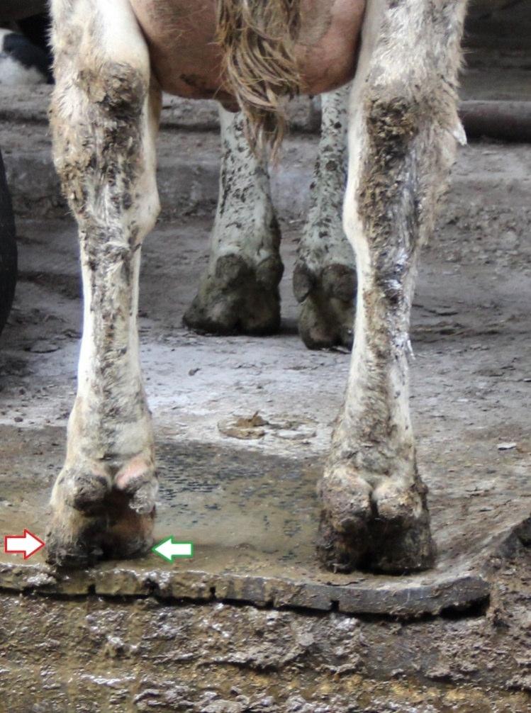 intensywnego ścierania podeszwy wewnętrznej racicy i nadmiernego obciążenia zewnętrznej.