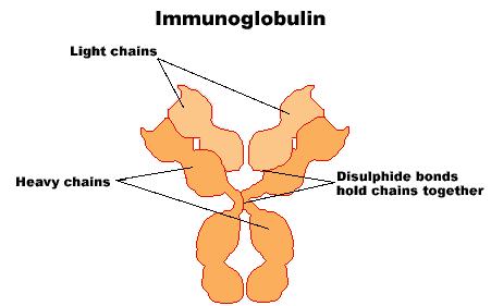 Przeciwciała (immunoglobuliny) Glikoproteiny syntetyzowane przez komórki plazmatyczne IgG ok. 75% Ig surowicy krwi. Przenika przez barierę krew-łożysko. IgM ok. 10% Ig surowicy krwi.