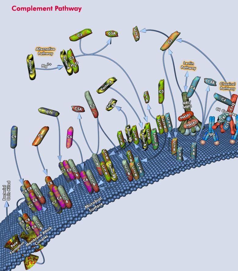 Układ dopełniacza Wieloskładnikowy system enzymatyczny. Grupa ok.