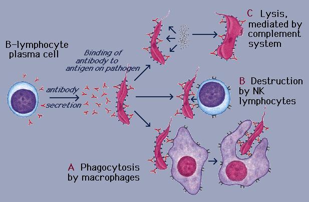 Immunologia jako nauka o odporności Odporność nabyta u osoby, eksponowanej na działanie patogenu/antygenu.