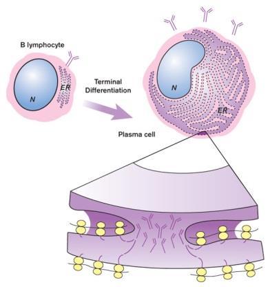 Limfocyty B (Bone marrow derived lymphocyte) Receptory limfocytów B (BCR) Odpowiedzialne za wywoływanie odpowiedzi typu humoralnego,