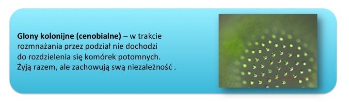 Liczba osobników w kolonii może być ściśle określona i zakodowana w genomie, lub też jest zmienna i uwarunkowana czynnikami siedliskowymi.