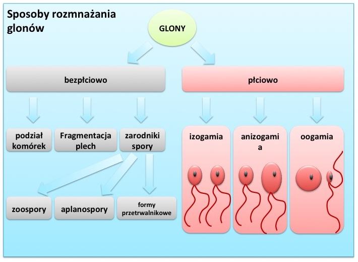 6. Procesy rozmnażania Rozmnażanie jest jednym z podstawowych procesów życiowych którego celem jest tworzenie się nowych osobników.