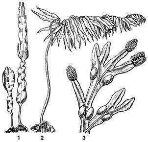 Phaeophyceae zwane brunatnicami to glony wielokomórkowe. Form jednokomórkowych brak!