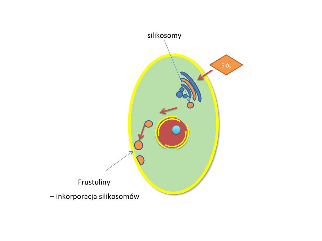 W błonie komórkowej znajdują się białka zwane frustulinami, które dokonują inkorporacji silikosomów. Ślady po silikosomach dobrze widać w mikroskopie skaningowym pod dużymi powiększeniami.