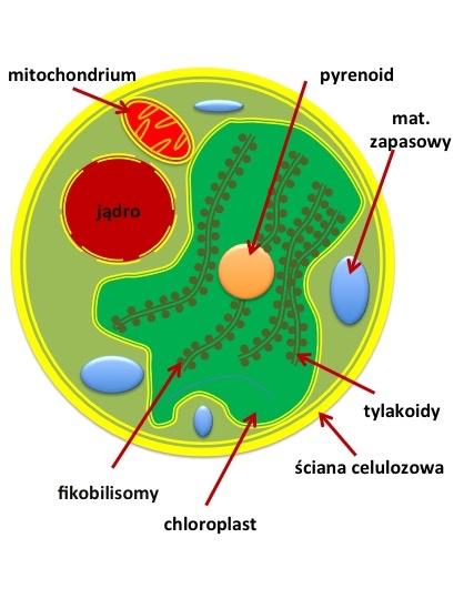 Tylakoidy równomiernie ułożone są wewnątrz chloroplastów i nie tworzą lamelli. Na tylakoidach znajdują się fikobilisomy.