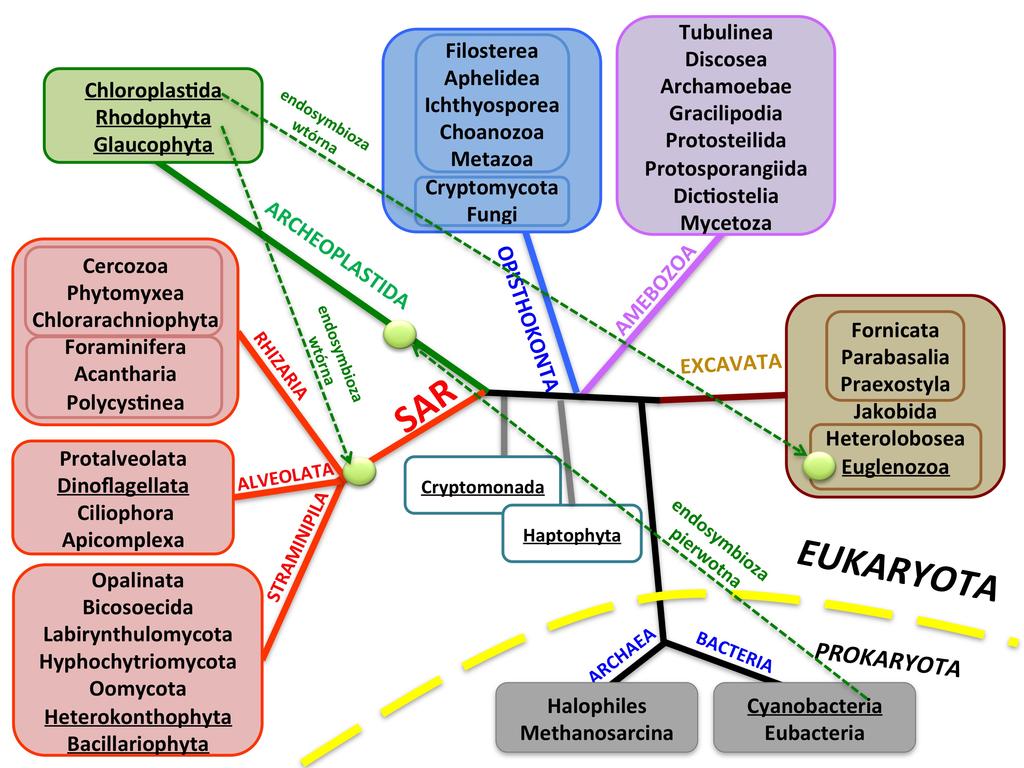 Drzewo rodowe głównych linii ewolucyjnych żywych organizmów, z zaznaczonymi miejscami gdzie zaszła prawdopodobnie endosymbioza I i II rzędu. 3.