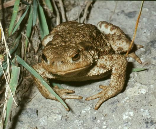 Kręgowce Płazy i gady: nie mniej niż 10 gatunków Ptaki: nie mniej niż 50