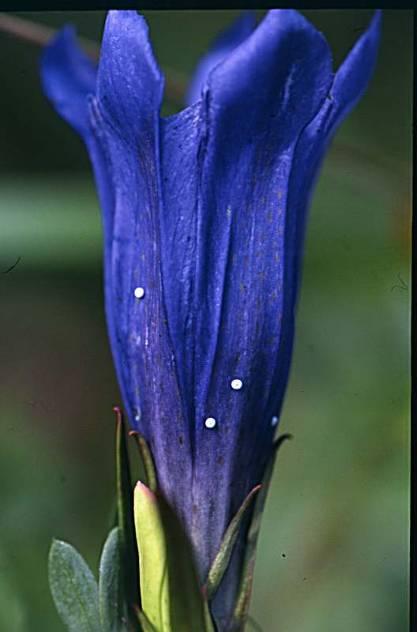 Gentiana