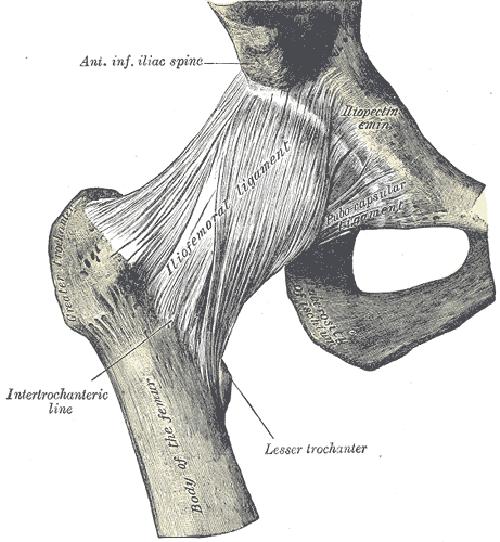 Kilka słów o anatomii najbardziej regularne