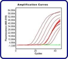 ZESTAWY DIAGNOSTYCZNE REAL-TIME PCR AmpliTest Anaplasma / Ehrlichia spp.