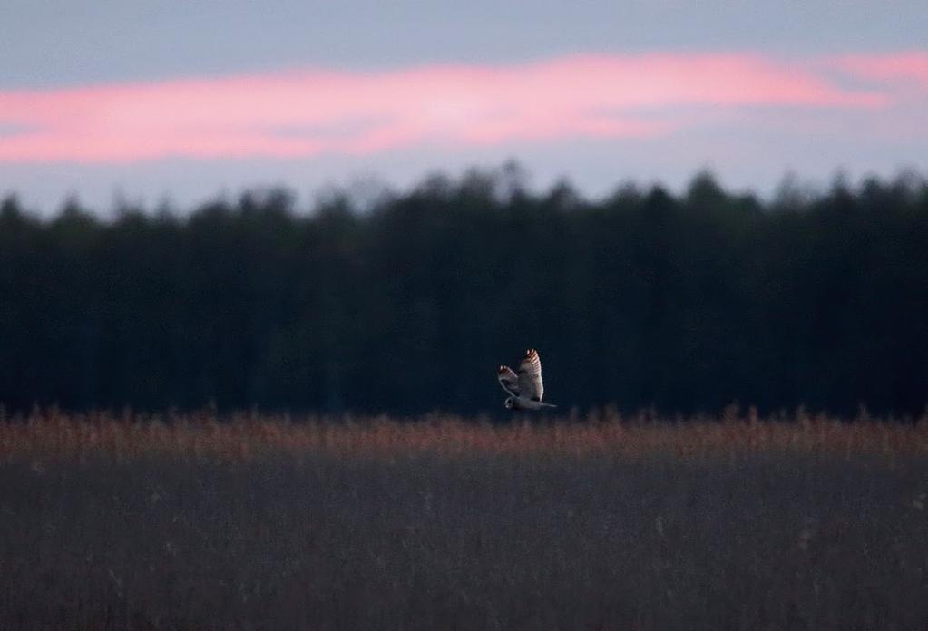 Dodatkowo, poszczególne promienie zakończone są silnie wydłużonymi włoskami (tzw. grzebykami), co ma szczególne znaczenie w przypadku piór lotnych (lotek).