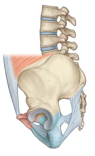 Anatomia topograficzna Miednica kostna 2 Anatomia topograficzna Miednica kostna Powierzchnie zewnętrzne kości miednicznych (os co xae), ko ści krzy żowej (os sa crum) i ko ści guzicznej (os coccygis)