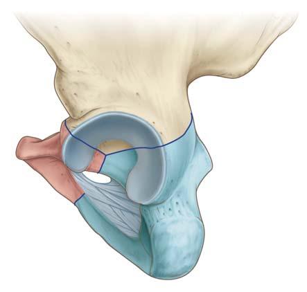 Anatomia topograficzna Miednica kostna 2 część przy środkowa powierzchni górnej jest polem dla wspólnego przyczepu początkowego mię śnia pół ścięgnistego (musculus semitendinosus) oraz głowy długiej