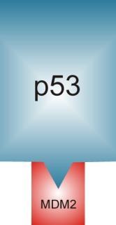 Białko p53 zwane,,obrońcą genomu jest głównym