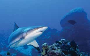 Shark Aid 90 tabletek NIEZŁOMNOŚĆ" CHRZĄSTKI REKINA Rekiny już od blisko 400 milionów lat żyją na Ziemi w niezmienionej formie.