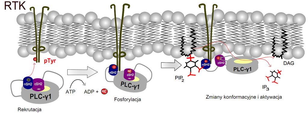 Krawczyk P. i Matuszyk J. Mechanizm aktywacji fosfolipazy Cg1 Ryc. 2. Molekularny mechanizm aktywacji PLCg1( [18] zmodyfikowano) błony i ulegając defosforylacji powraca do nieaktywnego stanu [18].