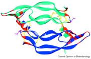 VEGF - a major angiogenic growth factor VEGF stimulates the formation of new blood vessels, acting as a mitogen for endothelial cells.