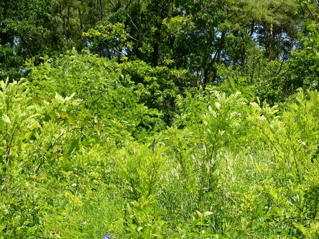 Zagrożenie siedlisk kserotermicznych Zalesianie Robinia