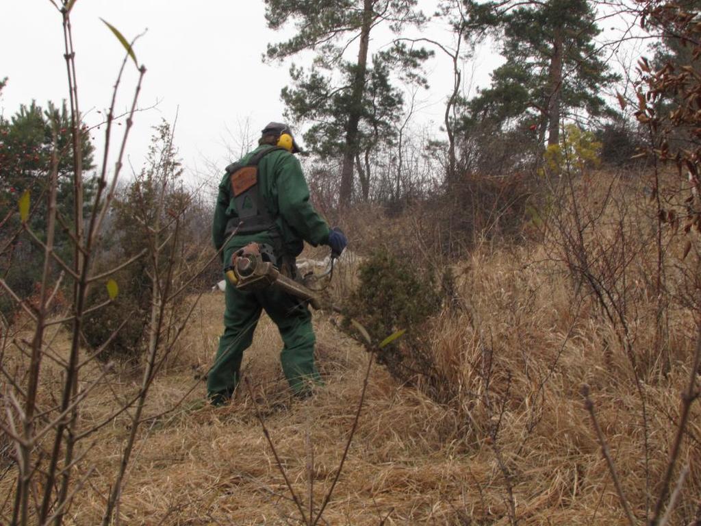 Czynna ochrona muraw kserotermicznych Wykaszanie wojłoku kłosownicy