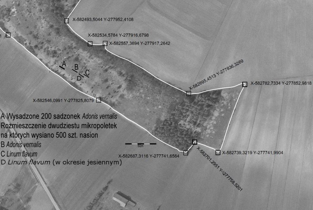 Czynna ochrona muraw kserotermicznych Introdukcja gatunków