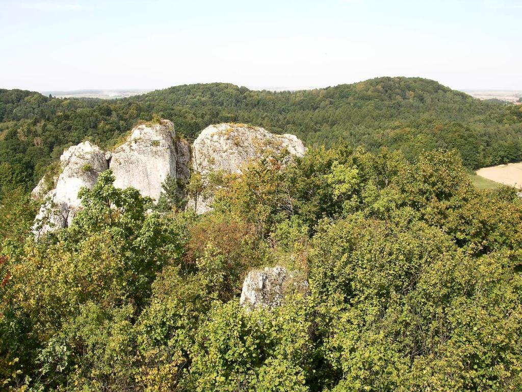 Zagrożenie siedlisk kserotermicznych sukcesja jako efekt zaniechania użytkowania, lub