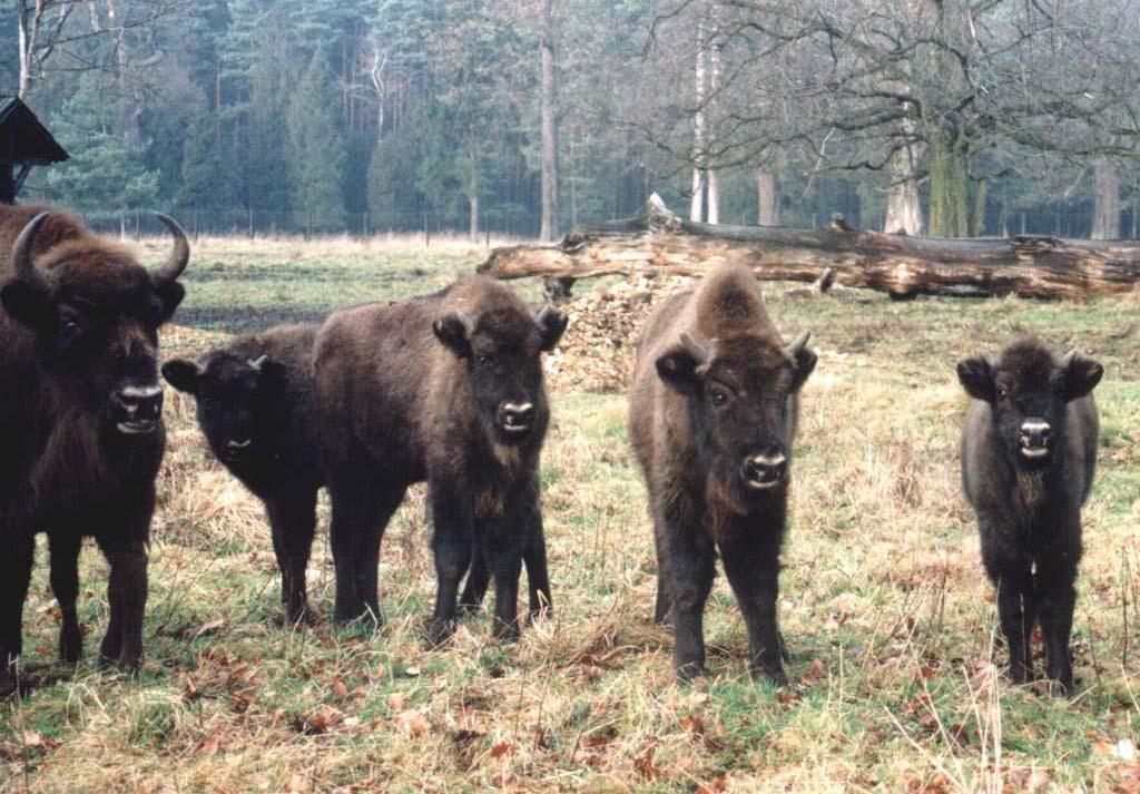 Ministerstwo Środowiska STRATEGIA OCHRONY ŻUBRA (BISON BONASUS) W POLSCE Warszawa,