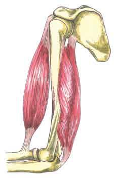 24 ii. układ RUCHu 4. Układ mięśniowy umożliwia poruszanie się WAŻNE POJĘCIA: układ mięśniowy, brzusiec, ścięgna. Na układ mięśniowy człowieka składa się 450 500 mięśni.