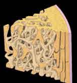 14 ii. układ RUCHu tkanka kostna zbita tkanka kostna gąbczasta beleczki kostne tkanka kostna gąbczasta jama szpikowa szpik kostny naczynia krwionośne okostna tkanka kostna zbita okostna Ryc. 3.