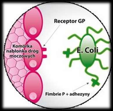 Czynniki wirulencji patogenów jelitowych Adhezyny- warunkujące kolonizację, która stanowi pierwszy krok w rozwoju zakażenia.
