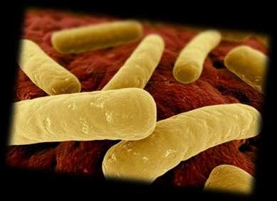 Clostridium difficile Gram-dodatnia, ruchliwa, wytwarzająca spory laseczka, czynnik etiologiczny rzekomobłoniastego zapalenia jelita grubego 5 10% zdrowych ludzi i u ok.