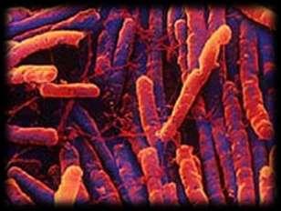 Clostridium difficile Syntetyzują 2 egzotoksyny: A i B, odpowiedzialne za kliniczne objawy zakażenia: Egzotoksyna A to enterotoksyna- jej działanie prowadzi do akumulacji płynu w świetle jelita.