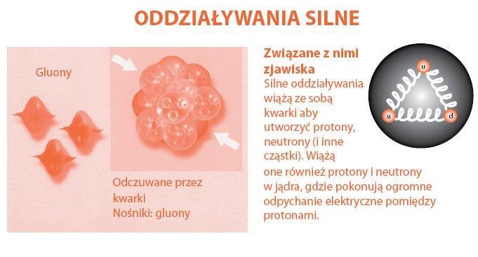 Model Standardowy oddziaływań fundamentalnych