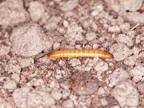 VII. Ograniczanie strat powodowanych przez szkodniki 125 roślin, ponieważ ułatwiają porażanie kolb przez sprawców fuzariozy kolb (Fusarium spp.) (Mrówczyński i wsp. 2004; Bereś 2014b).