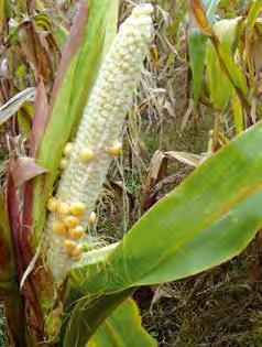 32 Metodyka integrowanej ochrony i produkcji kukurydzy dla