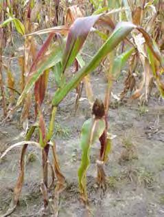 deficyt fosforu na kukurydzy, fioletowe przebarwienia