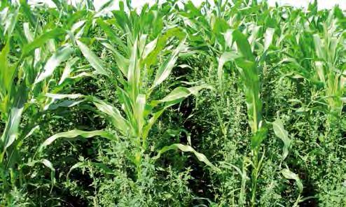 V. Regulacja zachwaszczenia 65 Rzodkiew świrzepa (Raphanus raphanistrum L.) Stulicha psia [Descurainia sophia (L.) Webb ex Prantl] Szarłat szorstki (Amaranthus retroflexus L.