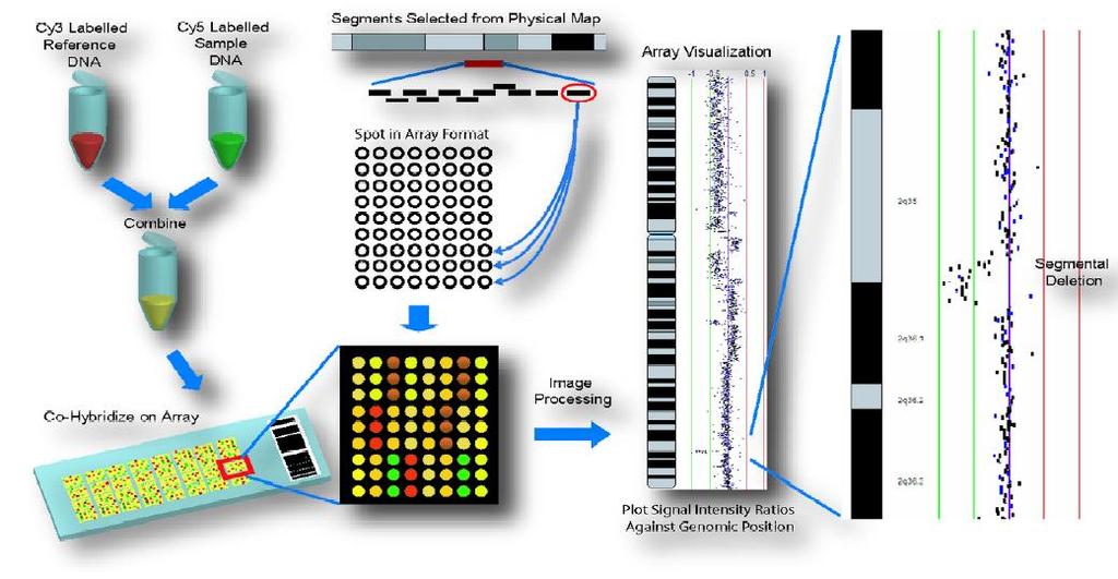 Schemat analizy DNA genomowego techniką mikromacierzy CGH: Fragment sekwencji DNA umieszczony na mikromacierzy DNA referencyjne DNA testowane Wizualizacja wyniku Fragmenty DNA