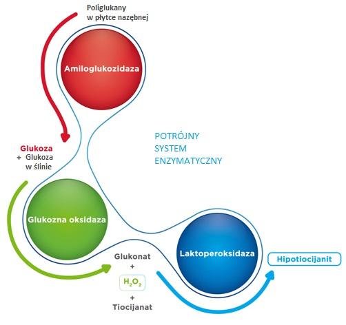 (owrzodzenia w jamie ustnej). Brak SLS i innych środków spieniających sprawia, że pasta ZENDIUM może być stosowana w połączeniu z chlorheksydyną, nie zmieniając jej właściwości.