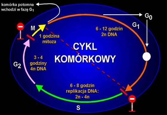 G 2 wzmoŝona synteza białek