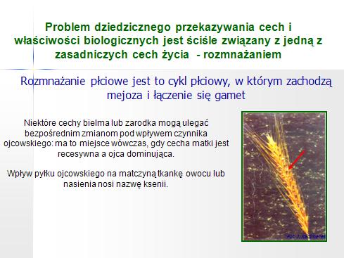 Zielone zabarwienie ziarniaków żyta jest uzależnione od dominującego allelu pochodzącego od formy ojcowskiej bardzo dobra cecha markerowa (ksenia jakościowa) przy produkcji